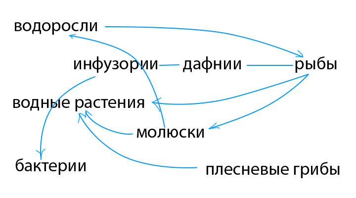 Составьте схемы всех возможных пищевых цепей в аквариумной экосистеме