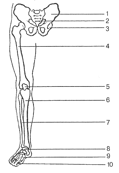 foot